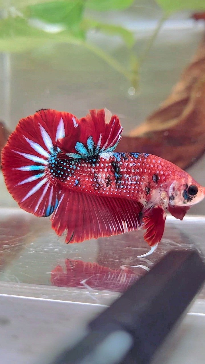 XL PLAKAT RED METTALIC MULTICOLOR BETTA FISH