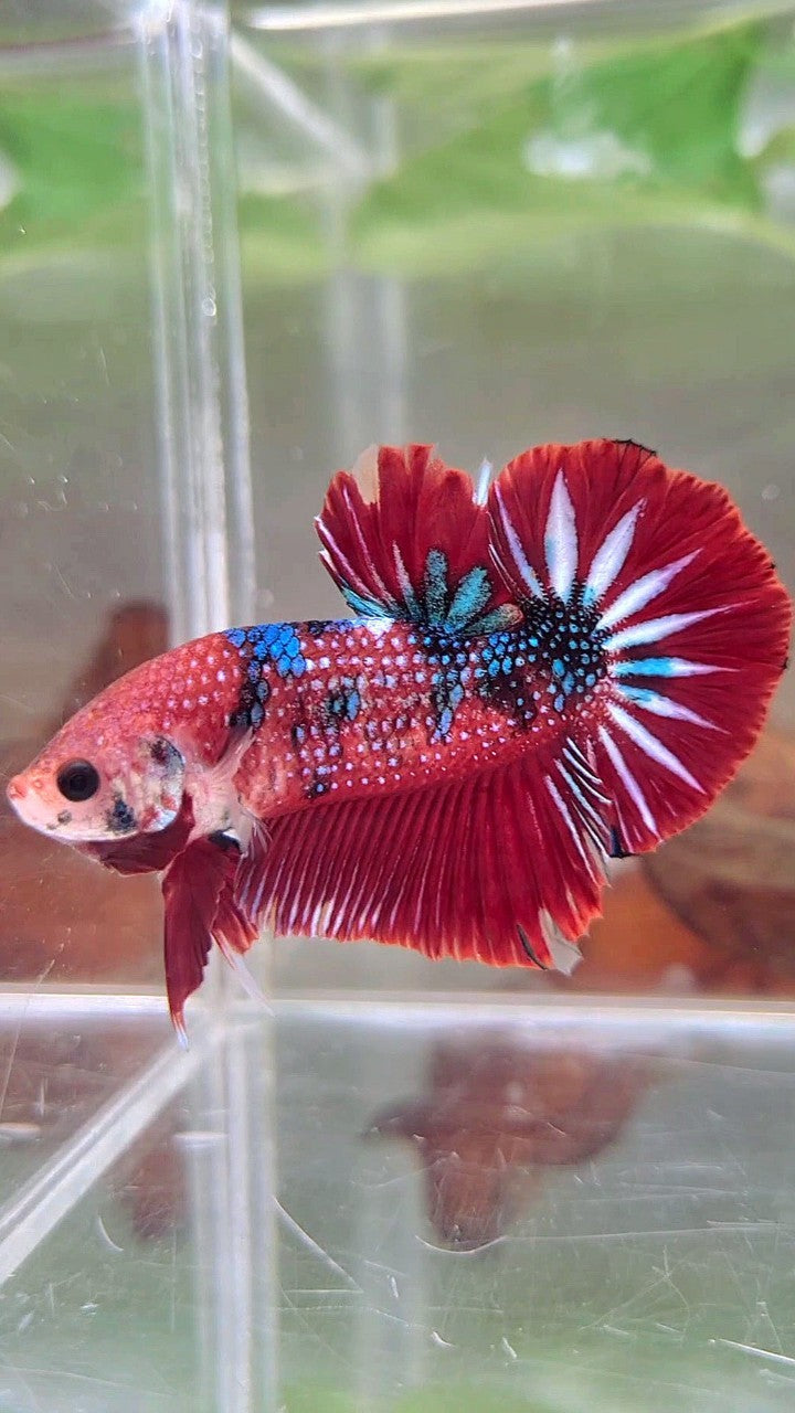 XL PLAKAT RED METTALIC MULTICOLOR BETTA FISH