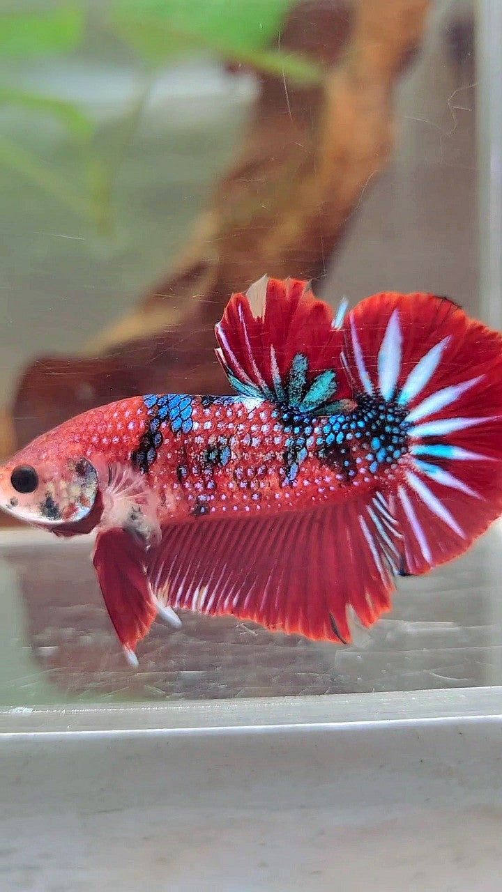 XL PLAKAT RED METTALIC MULTICOLOR BETTA FISH
