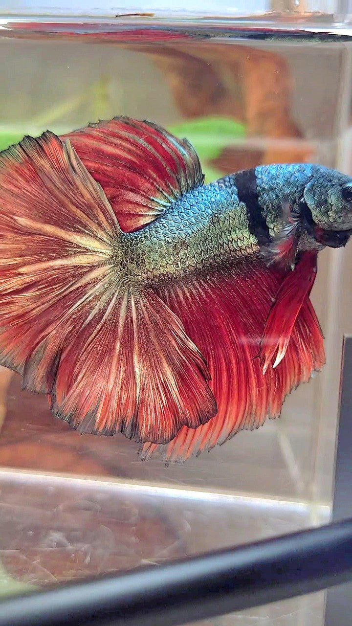 XL HALFMOON ROSETAIL RED COPPER ARMY UNIQUE BLACK BETTA FISH