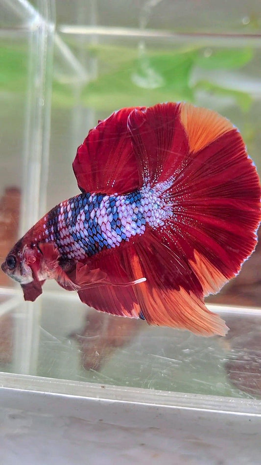 XXL HMPK RED NEMO FANCY MULTICOLOR BETTA FISH
