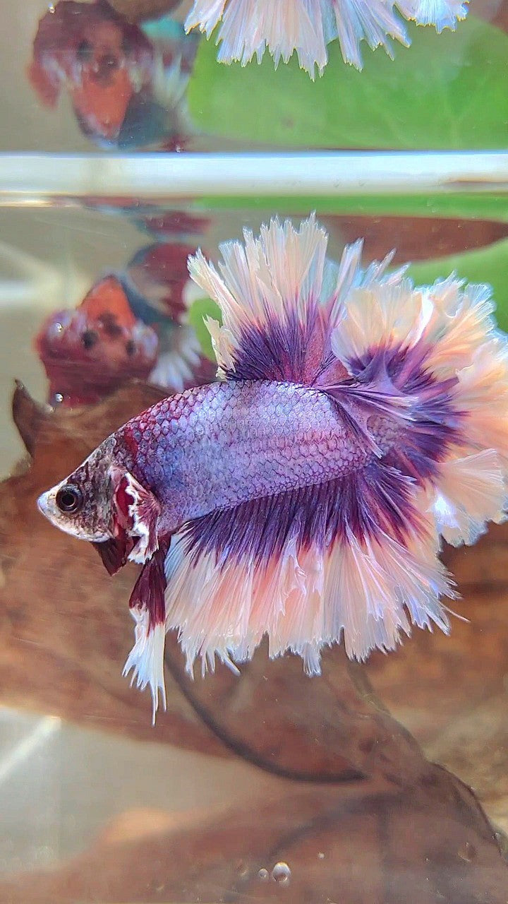 KÖNIGSFEDERSCHWANZ HALFMOON BIG EAR SUPER LILA SCHMETTERLING BETTA FISCH