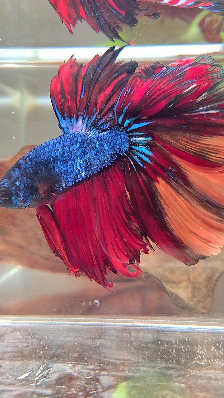 XXL HALFMOON OVERTAIL ROSETAIL BLUE NEMO MULTICOLOR BETTA FISH