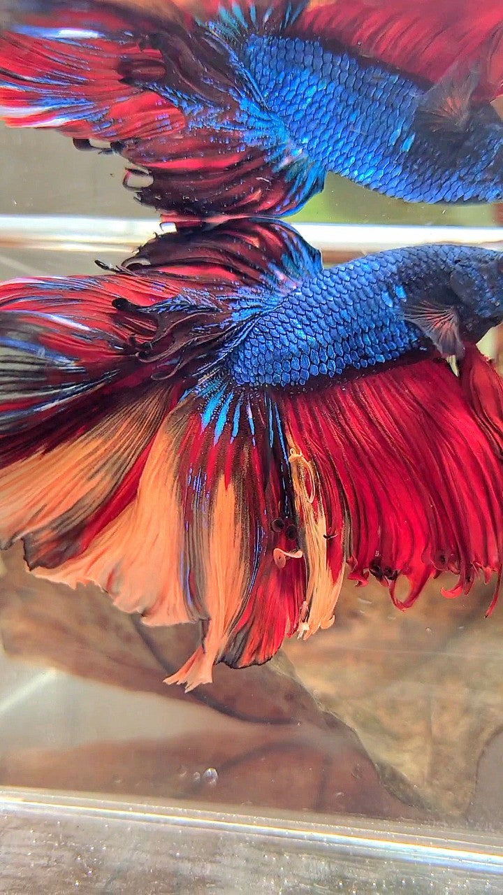XXL HALFMOON OVERTAIL ROSETAIL BLUE NEMO MULTICOLOR BETTA FISH