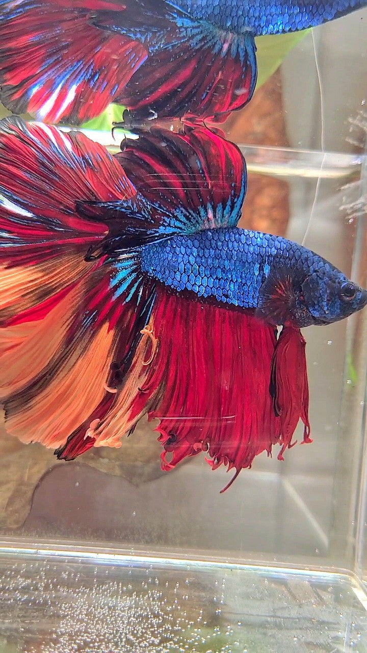 XXL HALFMOON OVERTAIL ROSETAIL BLUE NEMO MULTICOLOR BETTA FISH