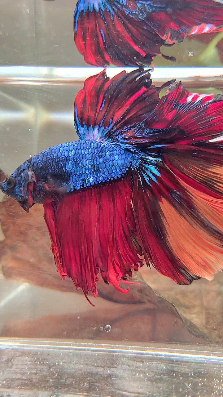 XXL HALFMOON OVERTAIL ROSETAIL BLUE NEMO MULTICOLOR BETTA FISH