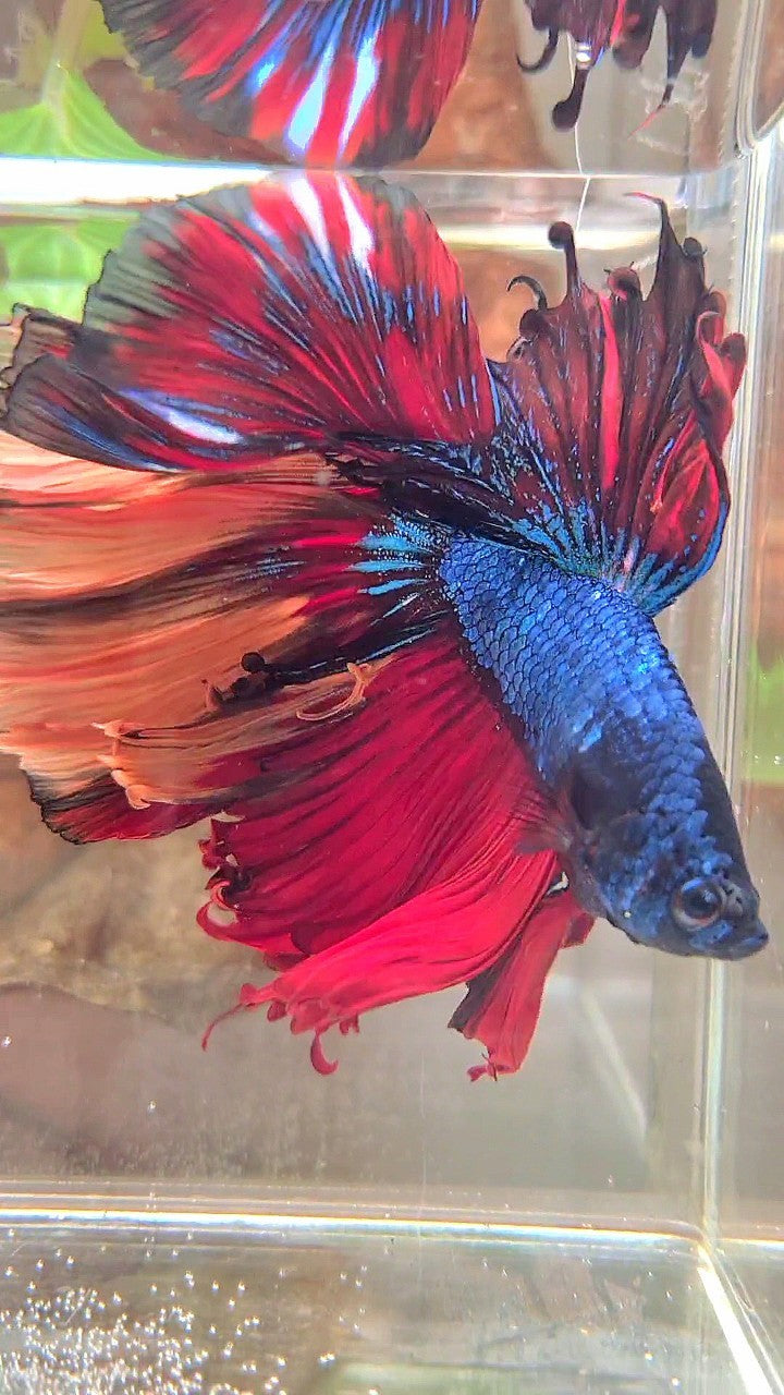 XXL HALFMOON OVERTAIL ROSETAIL BLUE NEMO MULTICOLOR BETTA FISH