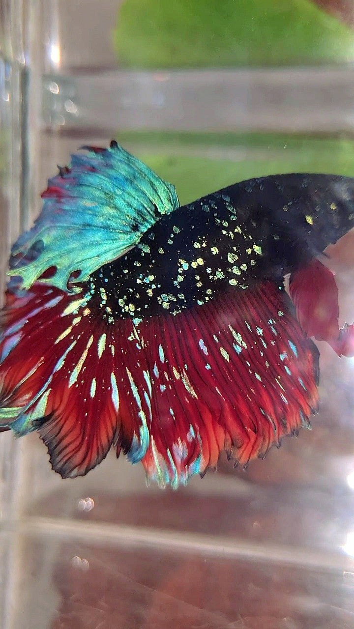 LUXURY HALFMOON FEATHER TAIL BLACK STAR GALAXY BLUE AVATAR VAMPIRE BETTA FISH