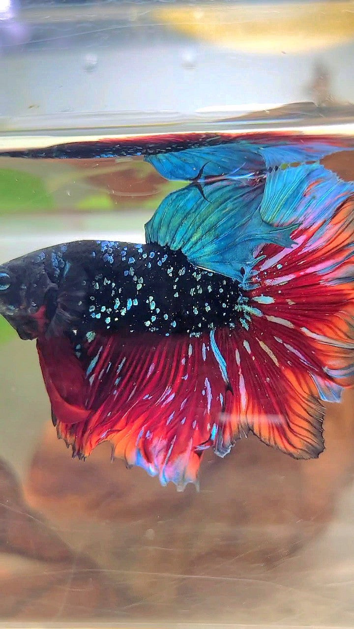 LUXURY HALFMOON FEATHER TAIL BLACK STAR GALAXY BLUE AVATAR VAMPIRE BETTA FISH