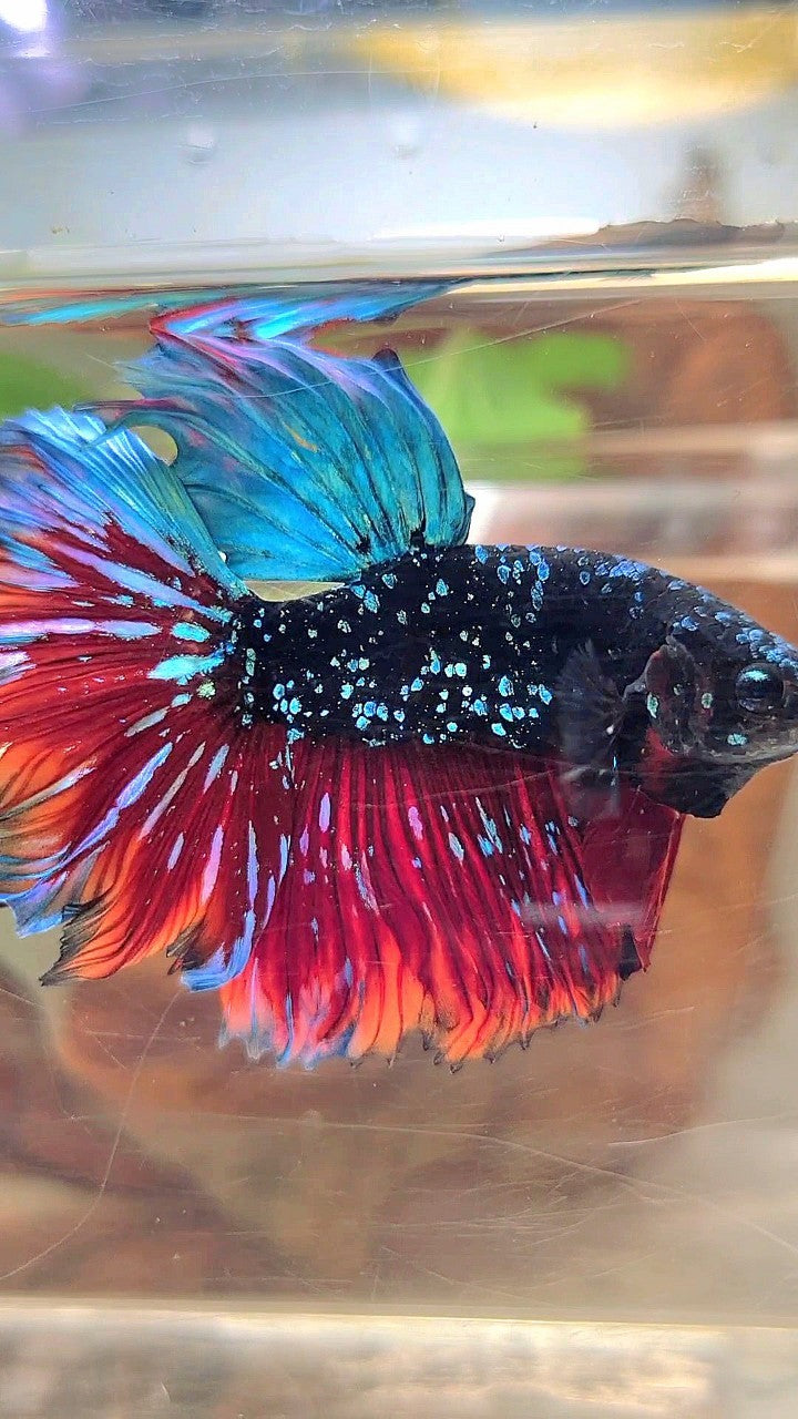 LUXURY HALFMOON FEATHER TAIL BLACK STAR GALAXY BLUE AVATAR VAMPIRE BETTA FISH