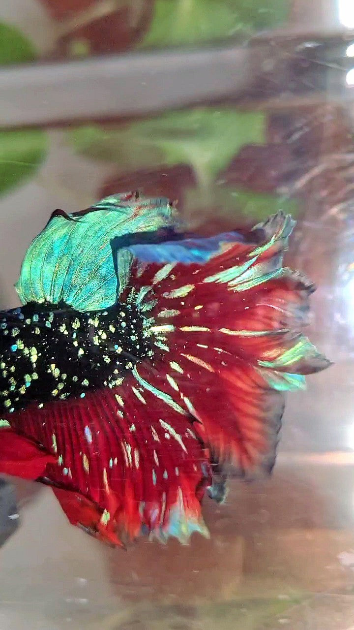 LUXURY HALFMOON FEATHER TAIL BLACK STAR GALAXY BLUE AVATAR VAMPIRE BETTA FISH