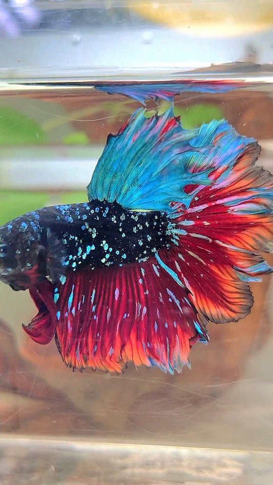 LUXURY HALFMOON FEATHER TAIL BLACK STAR GALAXY BLUE AVATAR VAMPIRE BETTA FISH