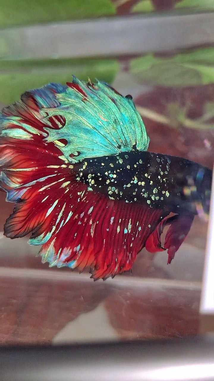 LUXURY HALFMOON FEATHER TAIL BLACK STAR GALAXY BLUE AVATAR VAMPIRE BETTA FISH