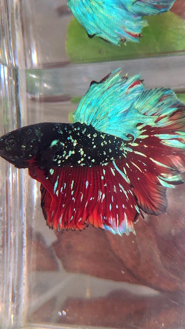 LUXURY HALFMOON FEATHER TAIL BLACK STAR GALAXY BLUE AVATAR VAMPIRE BETTA FISH
