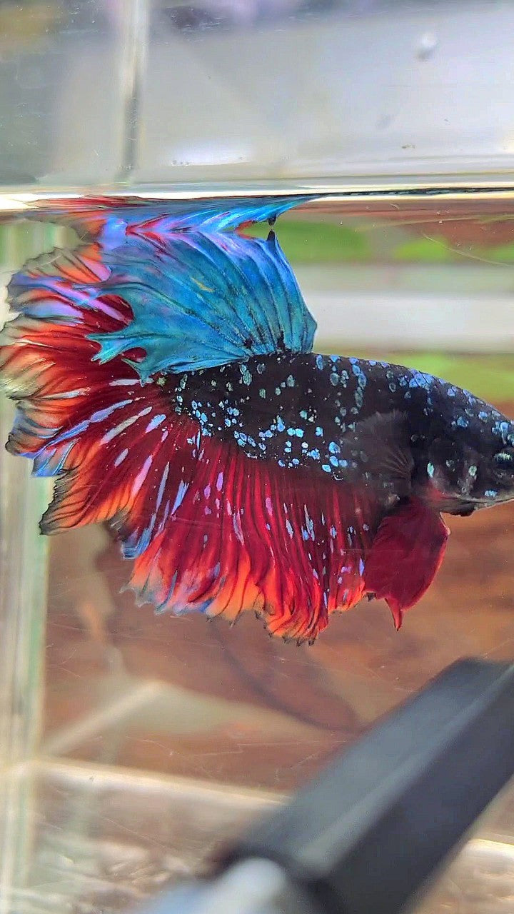 LUXURY HALFMOON FEATHER TAIL BLACK STAR GALAXY BLUE AVATAR VAMPIRE BETTA FISH
