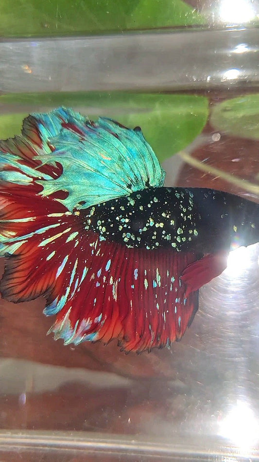 LUXURY HALFMOON FEATHER TAIL BLACK STAR GALAXY BLUE AVATAR VAMPIRE BETTA FISH