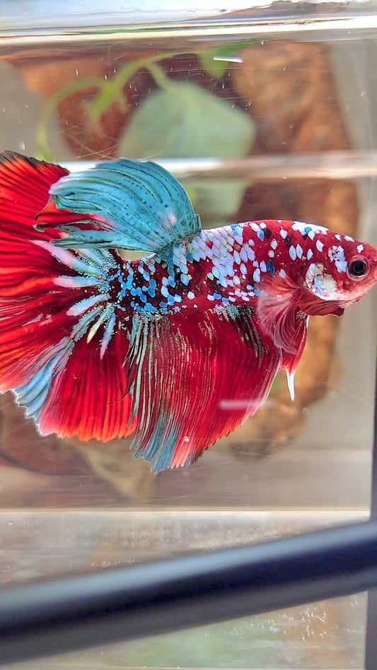 XL HALFMOON RED KOI GUARDIAN GALAXY MULTICOLOR BETTA FISH