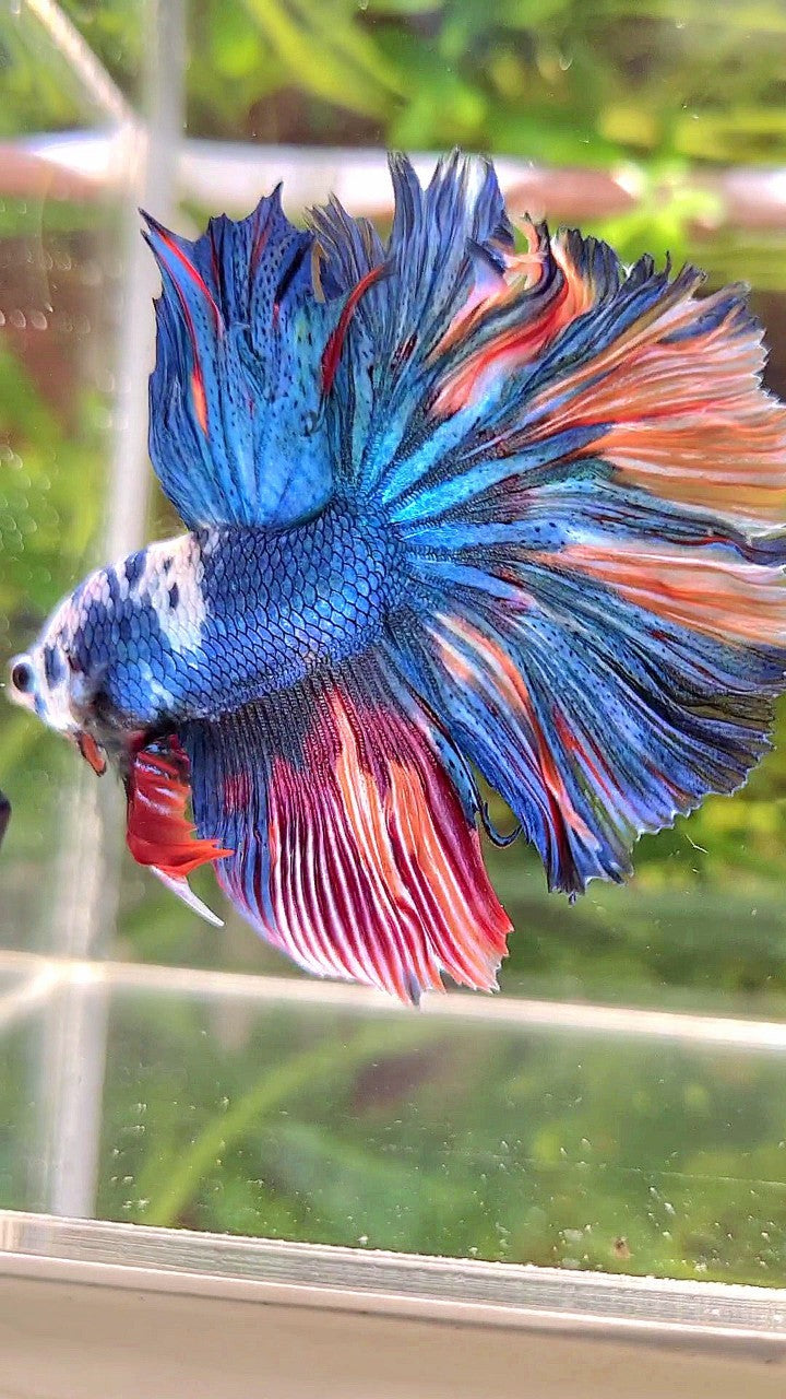 HALFMOON ROSETAIL BLUE MARBLE NEMO MULTICOLOR BETTA FISH