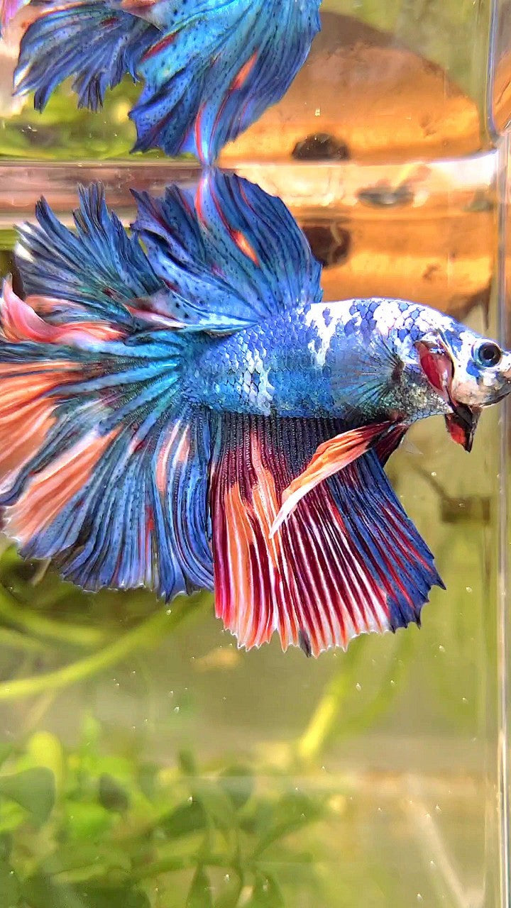 HALFMOON ROSETAIL BLUE MARBLE NEMO MULTICOLOR BETTA FISH