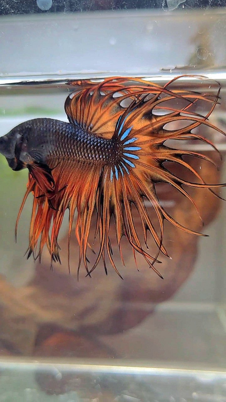 KING CROWNTAIL DARK YELLOW ORANGE MUSTARD BETTA FISH