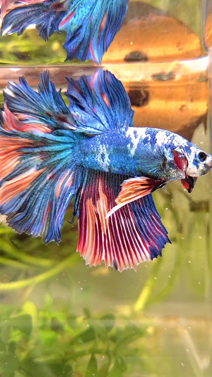 HALFMOON ROSETAIL BLUE MARBLE NEMO MULTICOLOR BETTA FISH