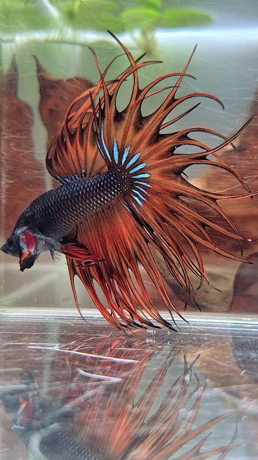 KING CROWNTAIL DARK YELLOW ORANGE MUSTARD BETTA FISH