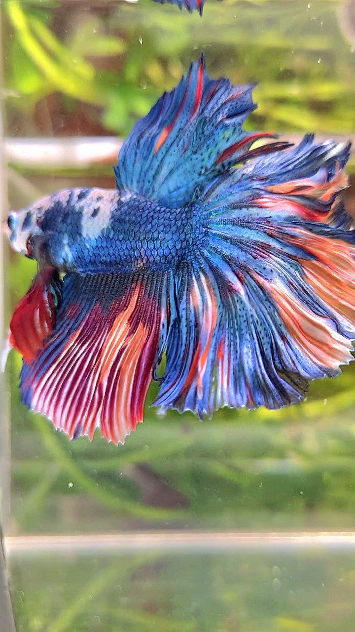 HALFMOON ROSETAIL BLUE MARBLE NEMO MULTICOLOR BETTA FISH