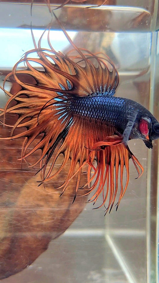 KING CROWNTAIL DARK YELLOW ORANGE MUSTARD BETTA FISH