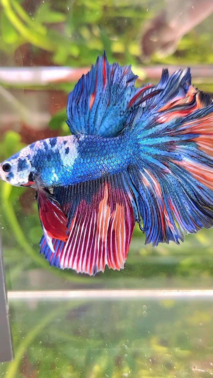 HALFMOON ROSETAIL BLUE MARBLE NEMO MULTICOLOR BETTA FISH