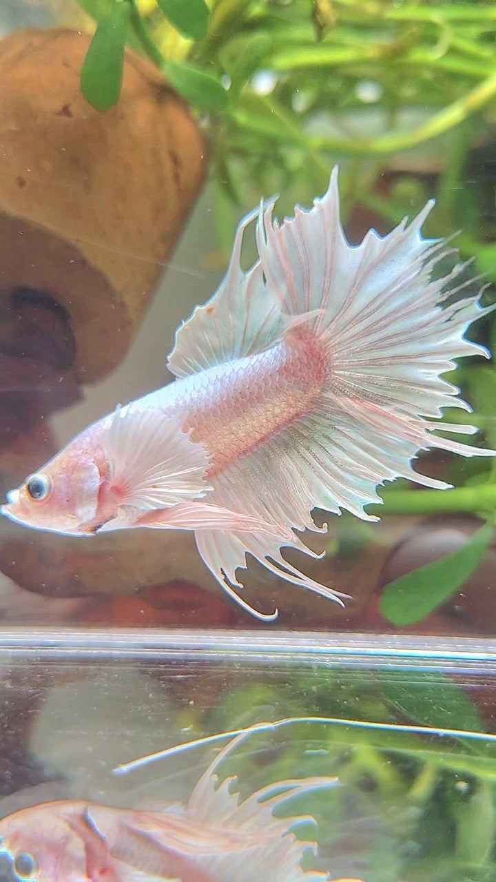 CROWNTAIL DUMBO EAR WHITE PLATINUM BETTA FISH