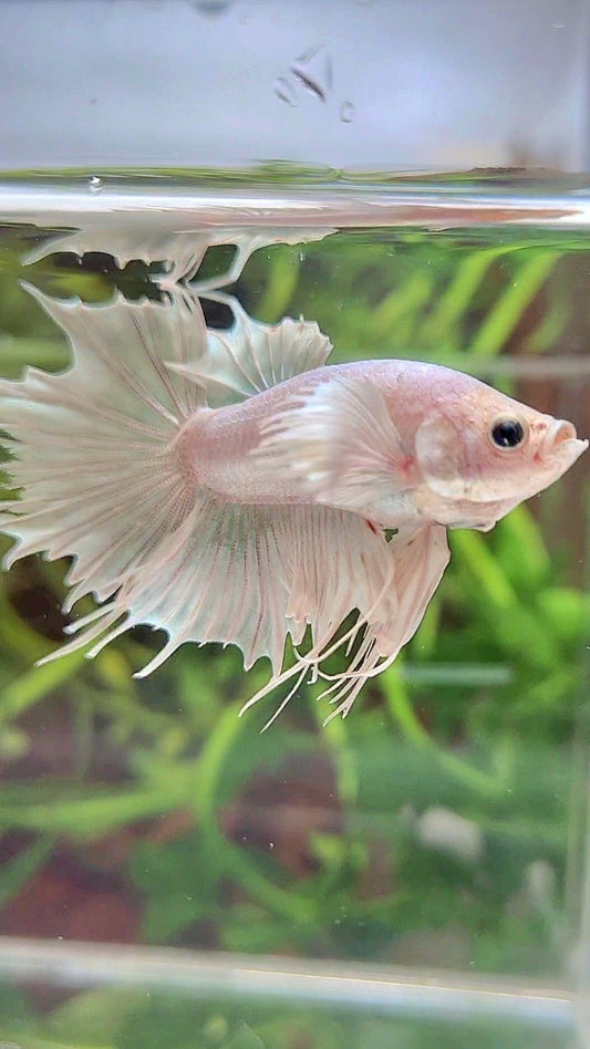 CROWNTAIL DUMBO EAR WHITE PLATINUM BETTA FISH