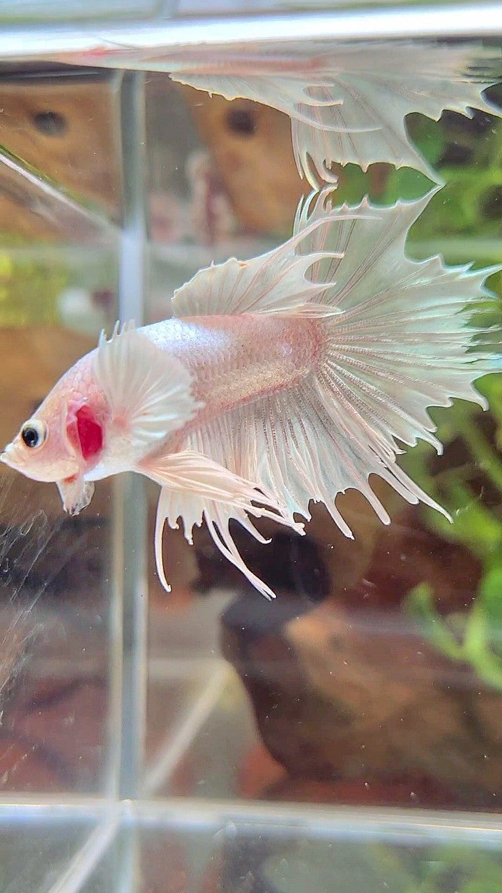 CROWNTAIL DUMBO EAR WHITE PLATINUM BETTA FISH