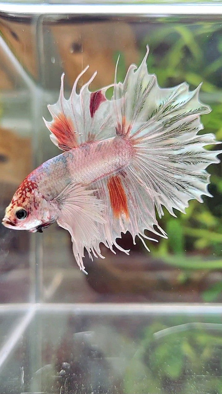 CROWNTAIL DUMBO EAR WHITE ORANGE MULTICOLOR BETTA FISH