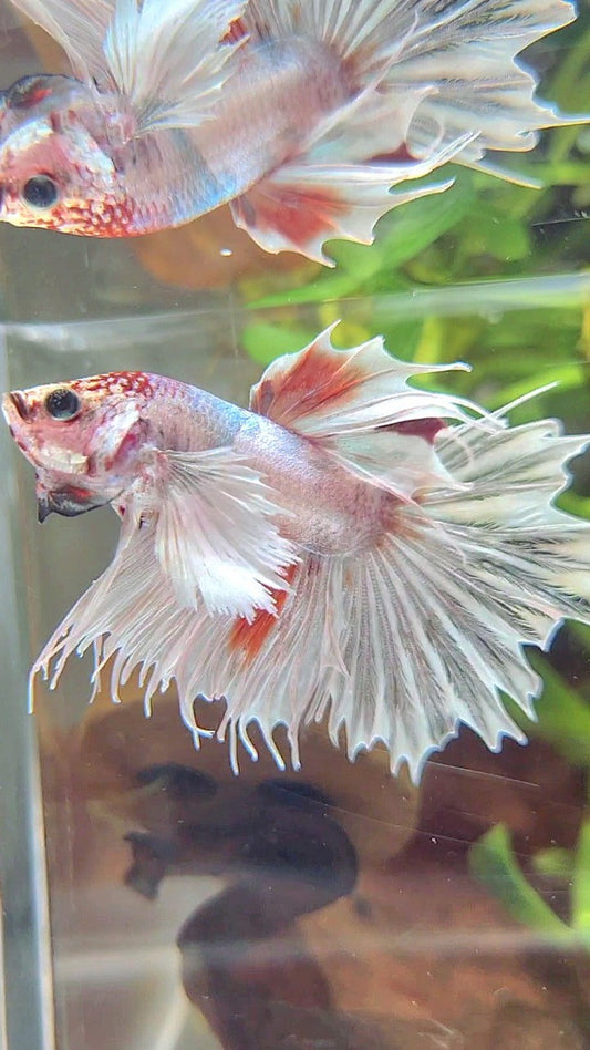 CROWNTAIL DUMBO EAR WHITE ORANGE MULTICOLOR BETTA FISH