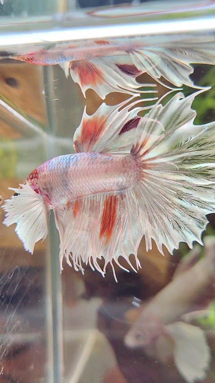 CROWNTAIL DUMBO EAR WHITE ORANGE MULTICOLOR BETTA FISH