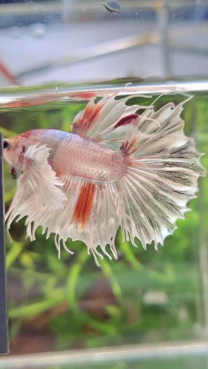 CROWNTAIL DUMBO EAR WHITE ORANGE MULTICOLOR BETTA FISH