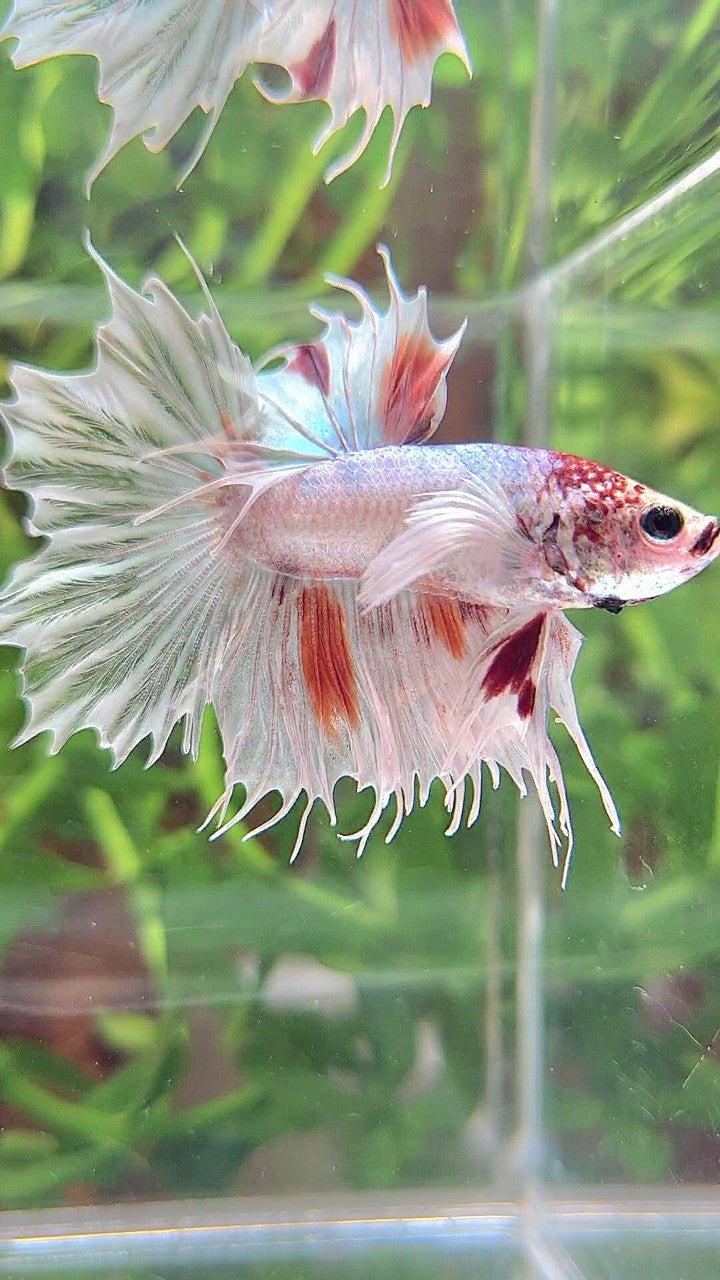 CROWNTAIL DUMBO EAR WHITE ORANGE MULTICOLOR BETTA FISH