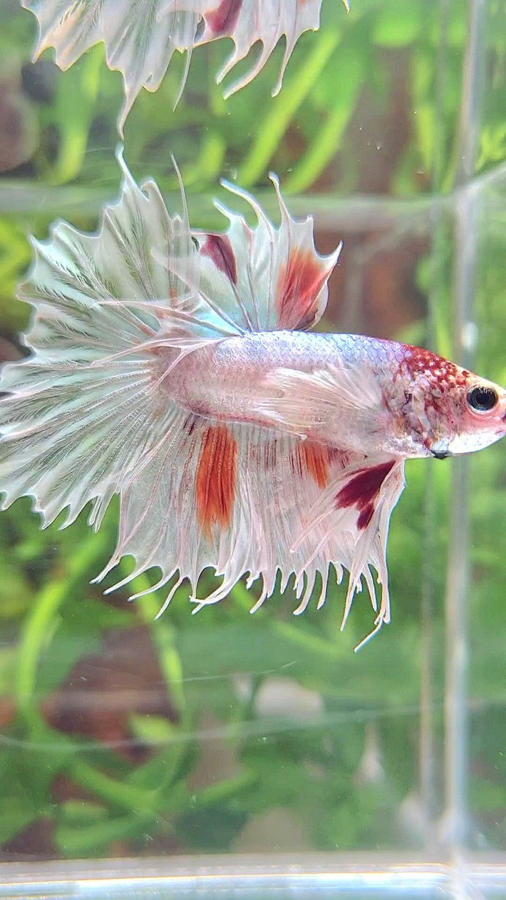 CROWNTAIL DUMBO EAR WHITE ORANGE MULTICOLOR BETTA FISH