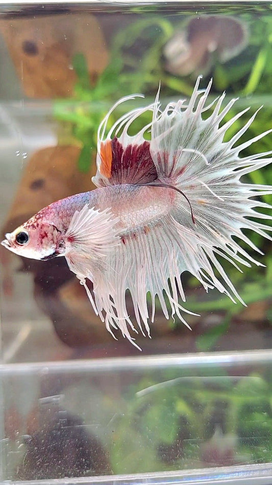 CROWNTAIL DUMBO EAR WHITE RED MULTICOLOR BETTA FISH