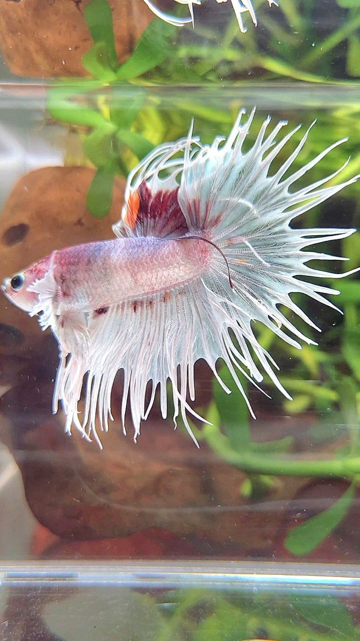 CROWNTAIL DUMBO EAR WHITE RED MULTICOLOR BETTA FISH
