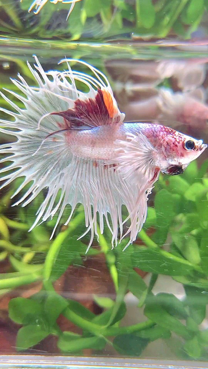 CROWNTAIL DUMBO EAR WHITE RED MULTICOLOR BETTA FISH
