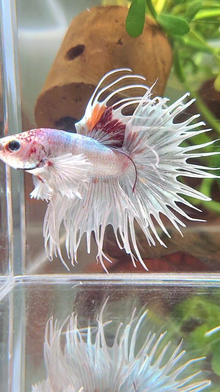 CROWNTAIL DUMBO EAR WHITE RED MULTICOLOR BETTA FISH