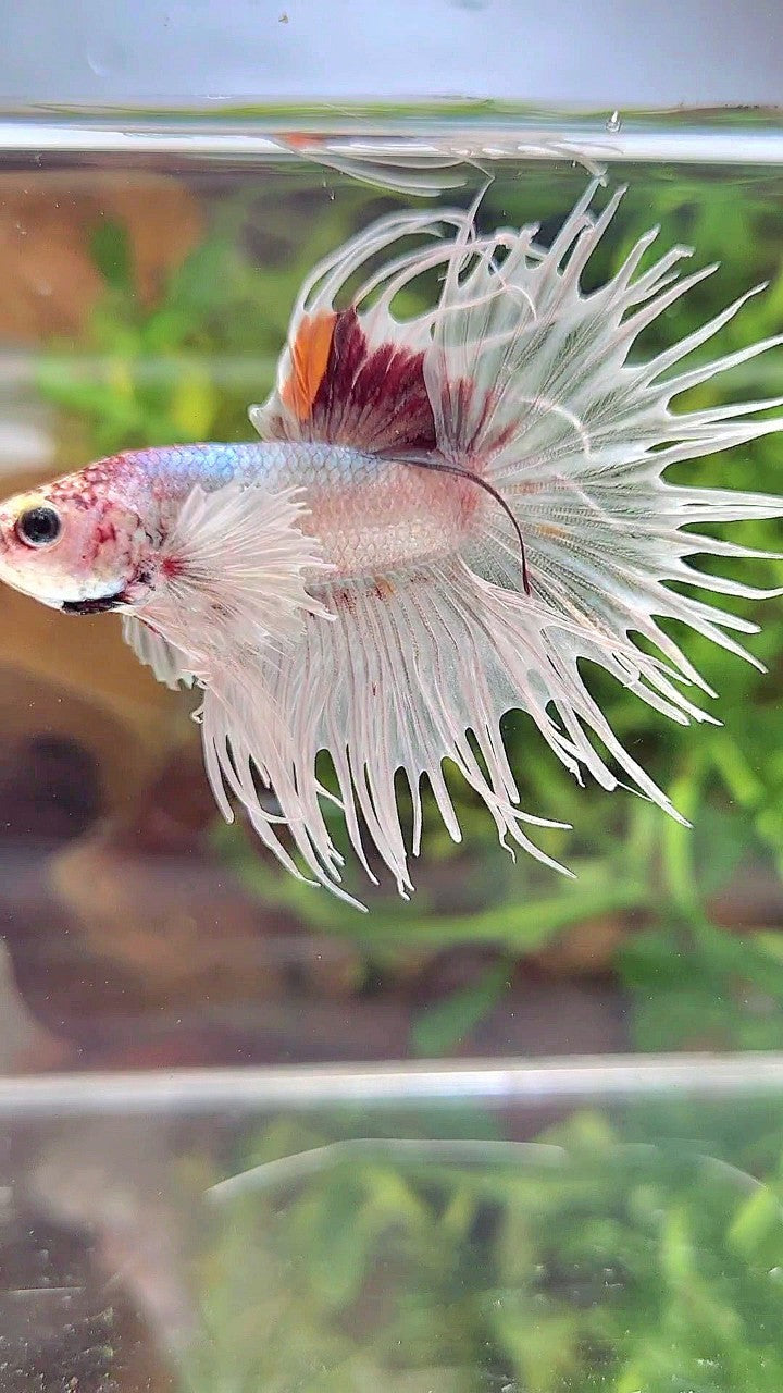CROWNTAIL DUMBO EAR WHITE RED MULTICOLOR BETTA FISH