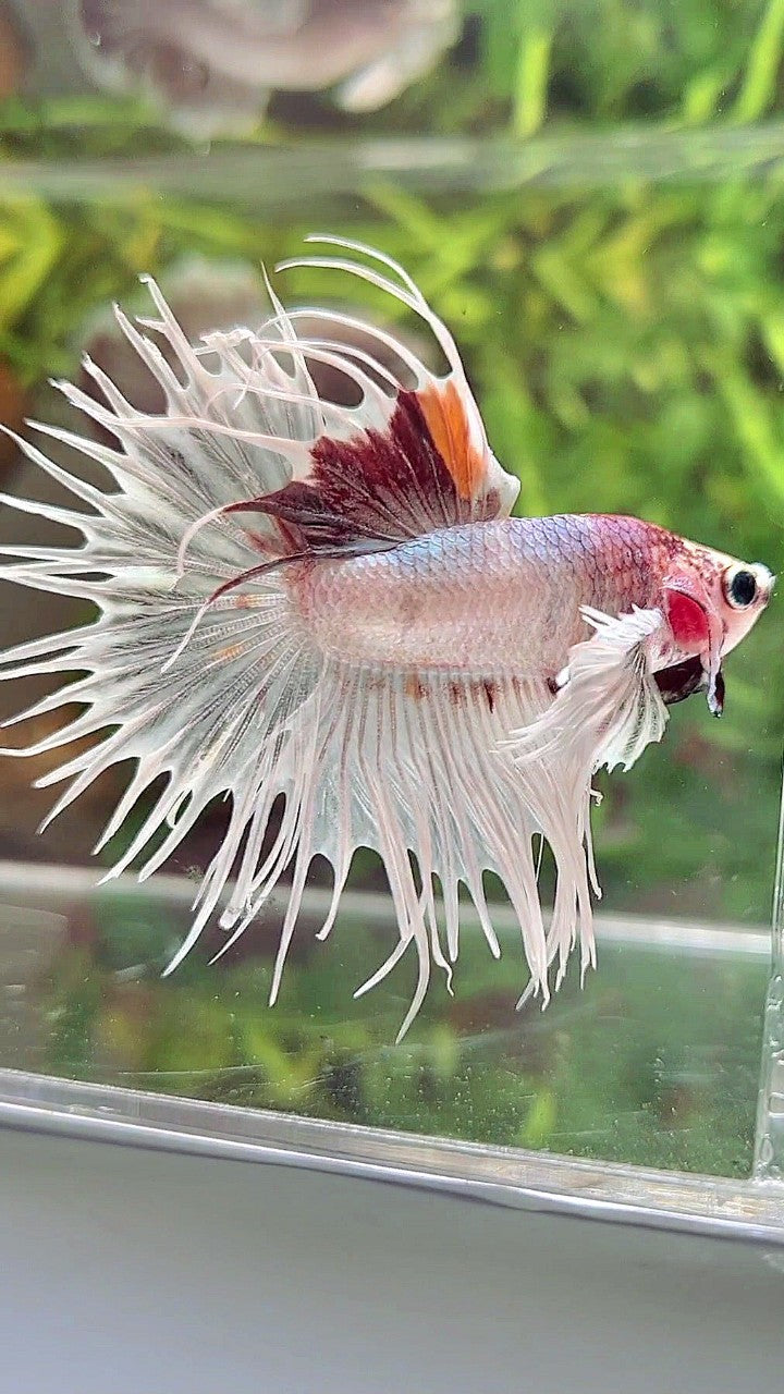 CROWNTAIL DUMBO EAR WHITE RED MULTICOLOR BETTA FISH