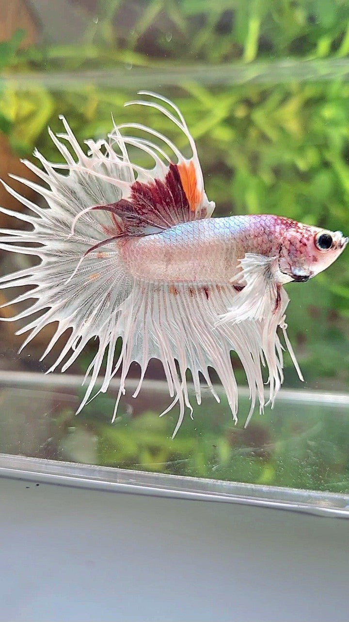 CROWNTAIL DUMBO EAR WHITE RED MULTICOLOR BETTA FISH