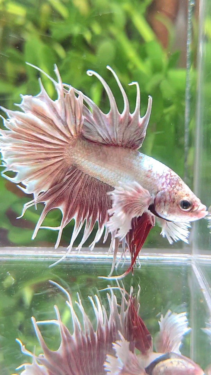 CROWNTAIL SUPER DUMBO EAR ROSEGOLD BETTA FISH