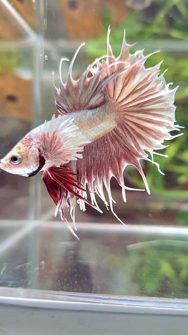 CROWNTAIL SUPER DUMBO EAR ROSEGOLD BETTA FISH