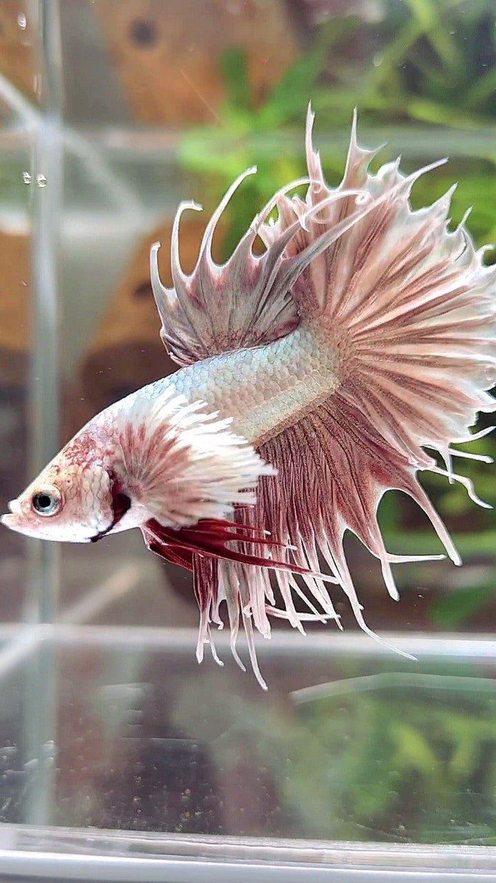 CROWNTAIL SUPER DUMBO EAR ROSEGOLD BETTA FISH Rare Betta Fish Store