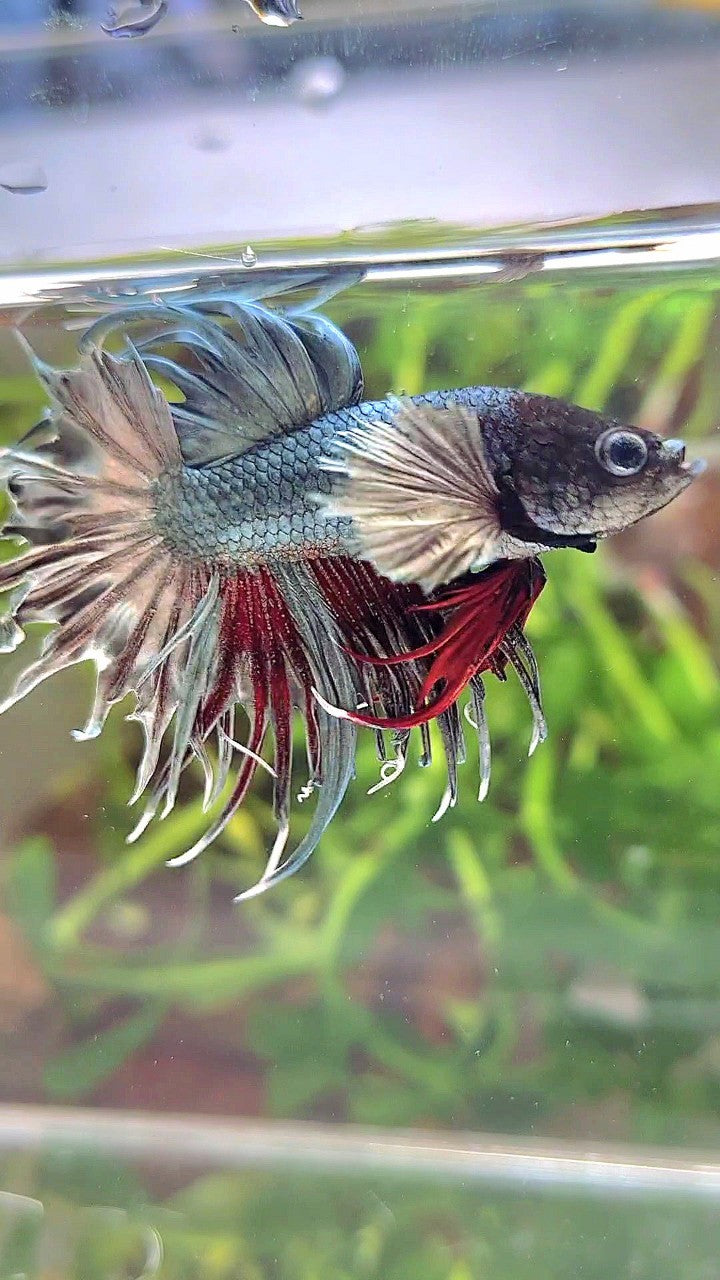 CROWNTAIL DUMBO EAR COPPER RED WASH BETTA FISH