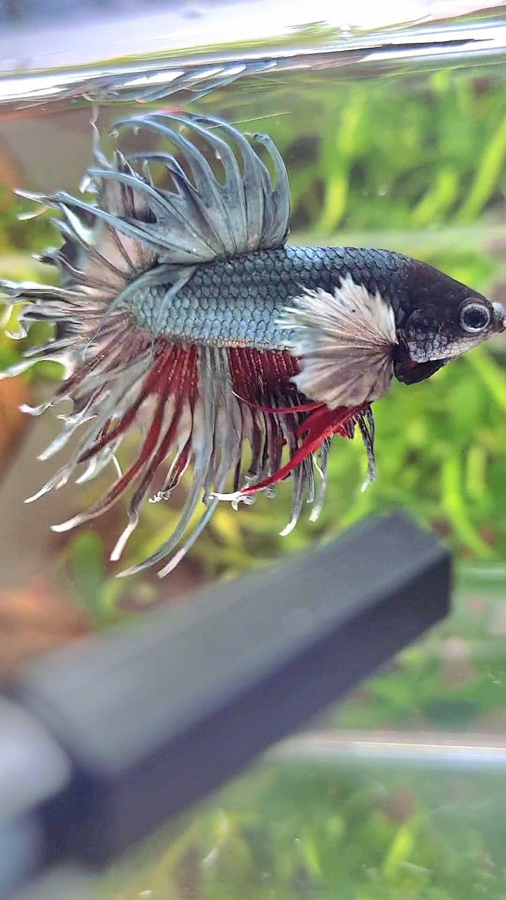 CROWNTAIL DUMBO EAR COPPER RED WASH BETTA FISH